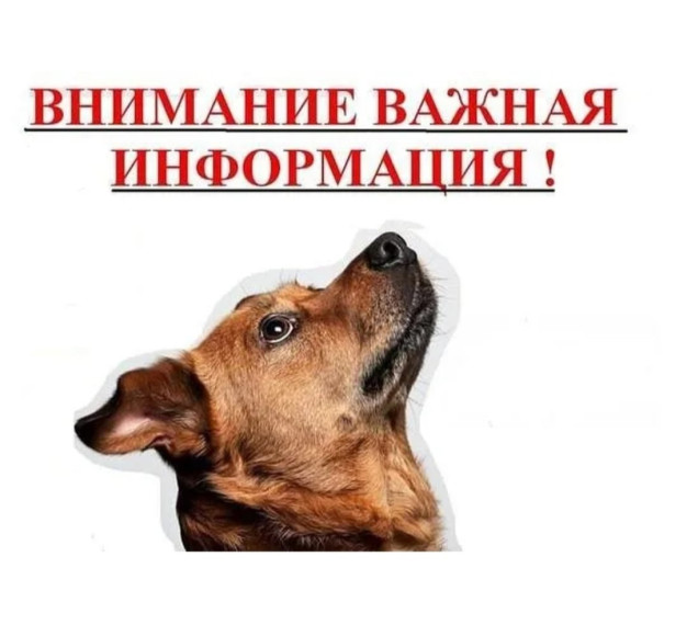 Памятка по содержанию собак.